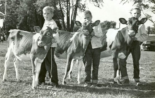 1953-cows